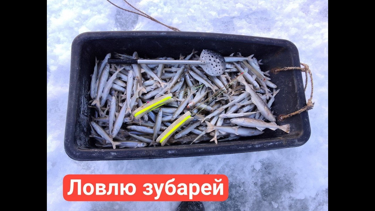 Зубаринные рекорды в де Кастри. Моя вторая поездка на рыбалку за зубарем и навагой.