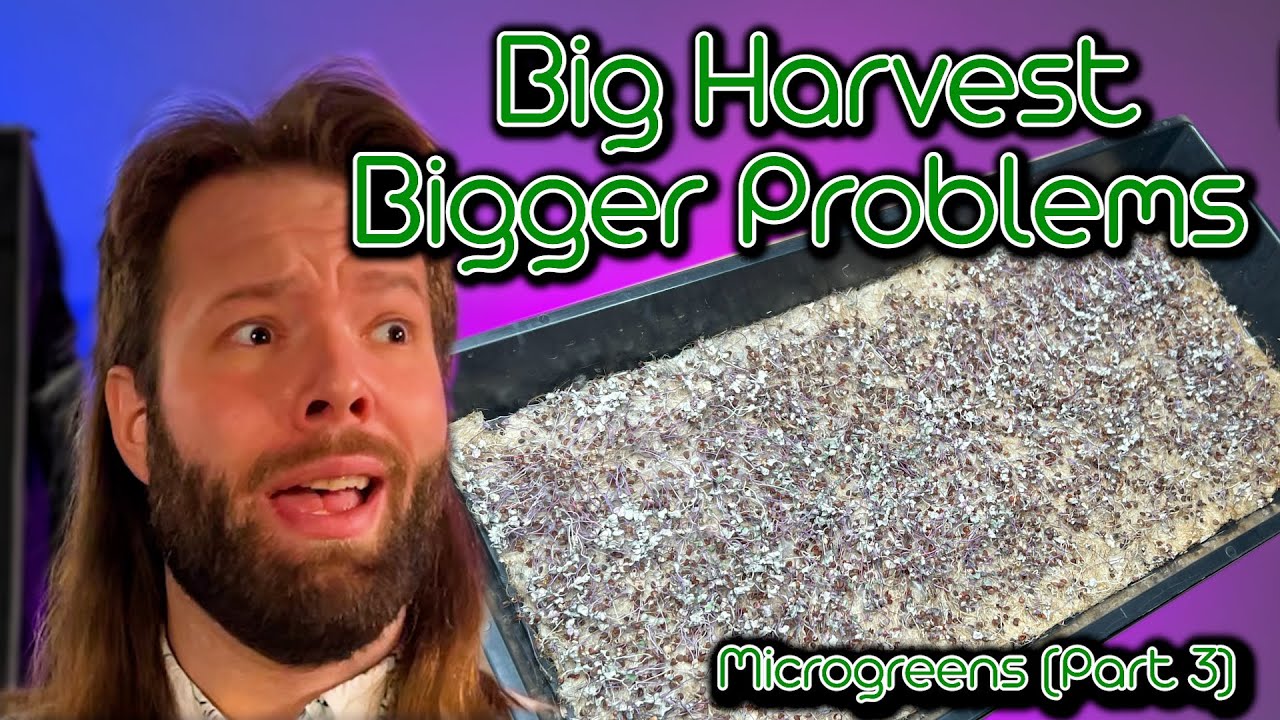 Harvesting Your Microgreens Crop | What To Expect and How To Use Them! (Part 3)