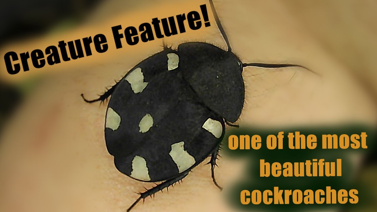 Meet The Indian Domino Cockroach // Therea petiveriana