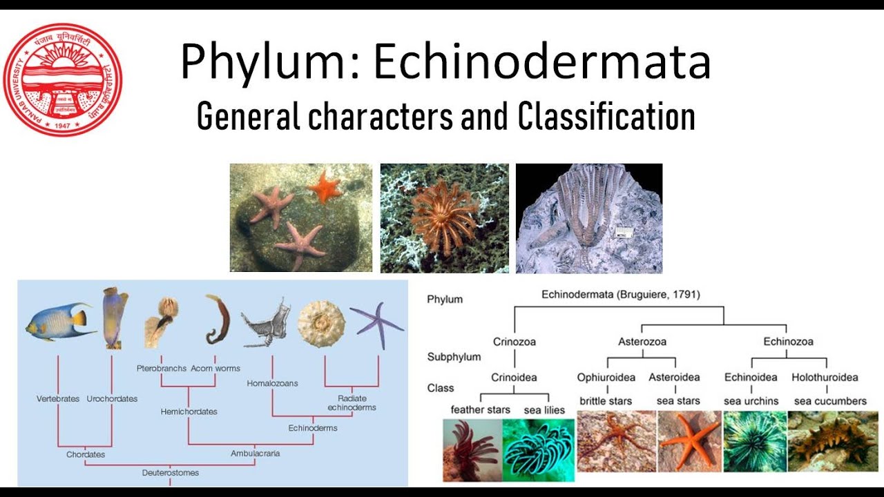 Phylum Echinodermata: General characters and Classification