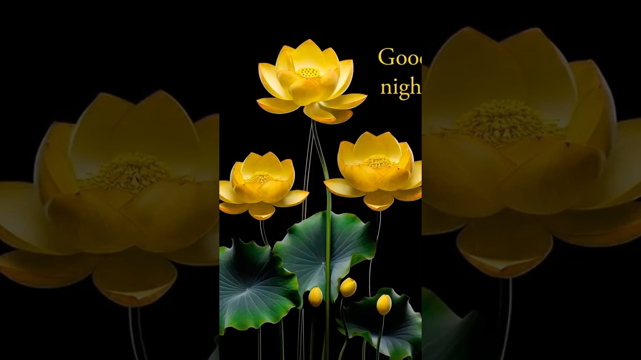Sleep with a Smile 😊 | Good Night Beautiful Souls 