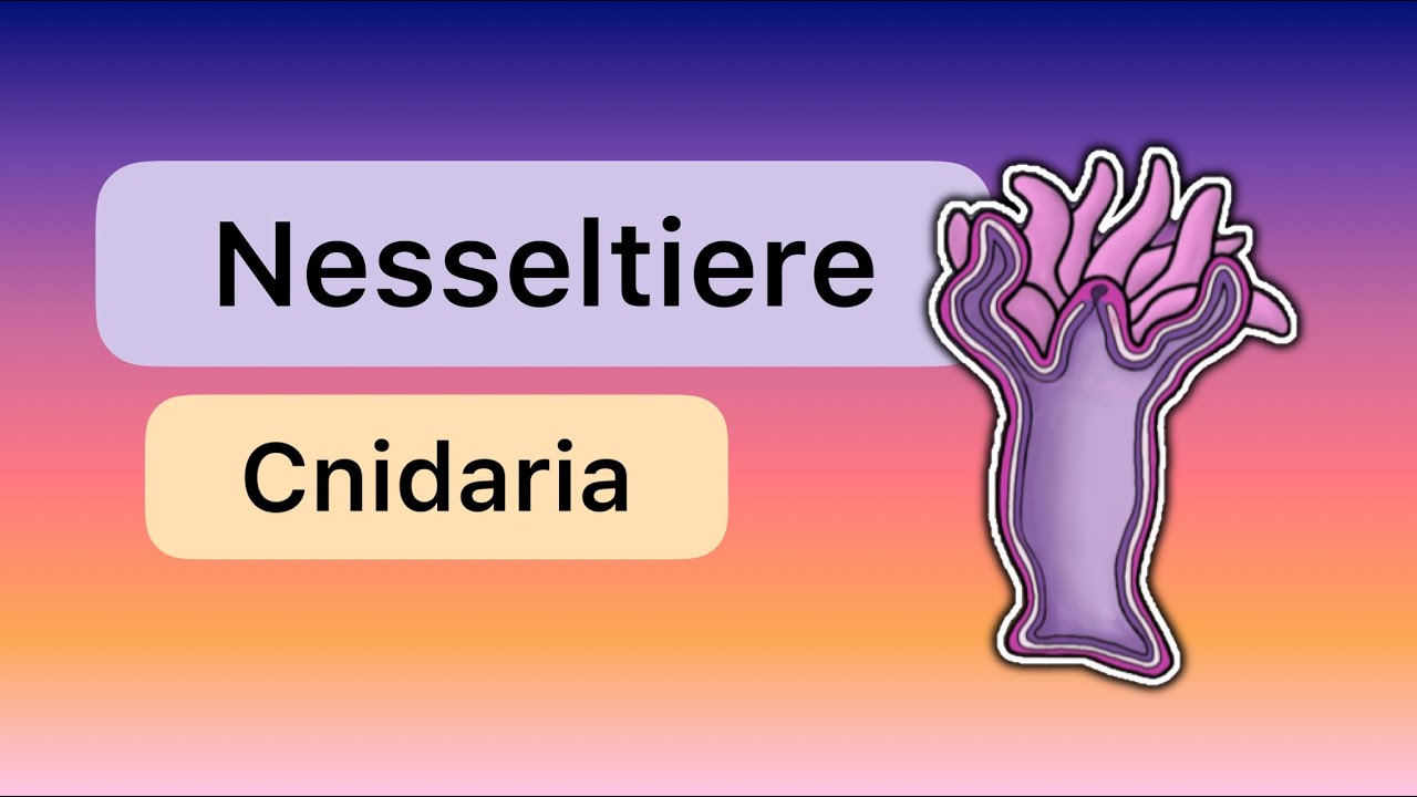 Nesseltiere (Cnidaria)