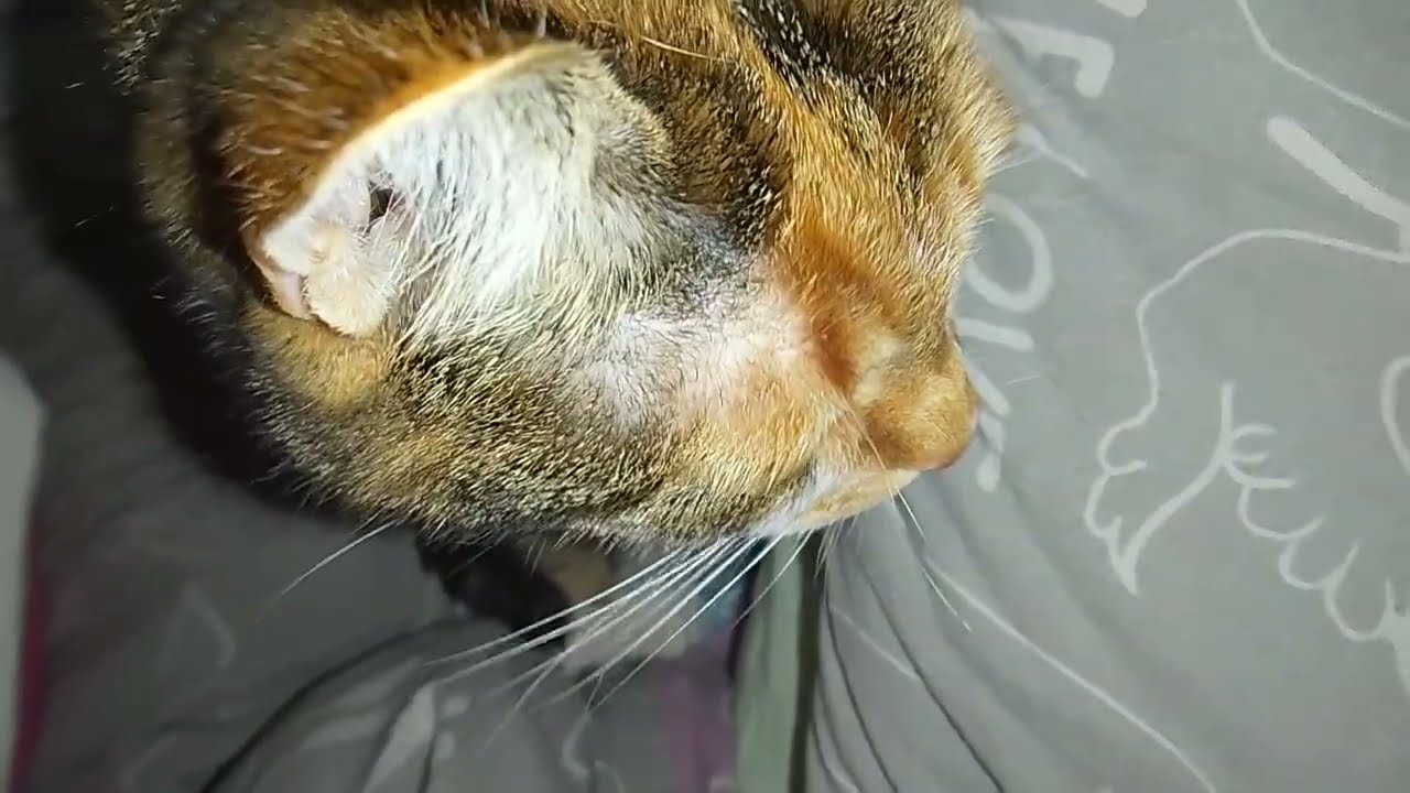 КАК У НАС ПОЯВИЛАСЬ СИМОЧКА!🥰😺НАШЕ РАННЕЕ УТРО,ДОСЫПАЕМ!🌅