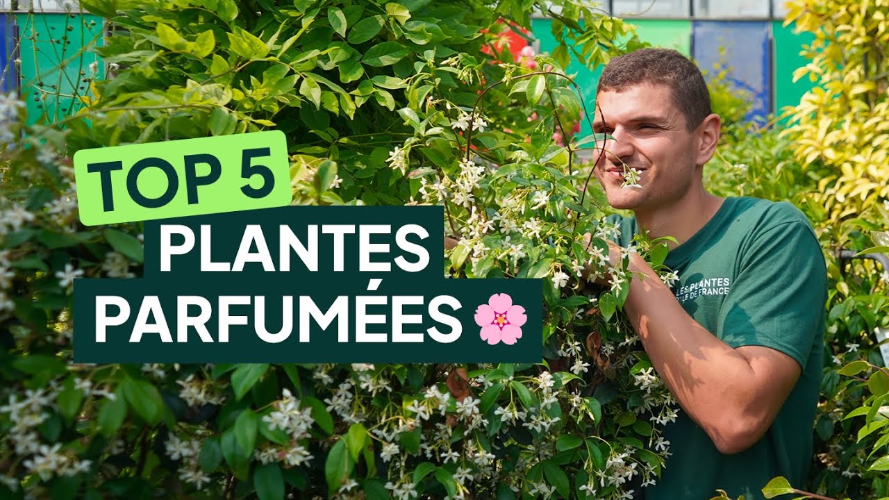 TOP 5 - Quelles plantes parfumées pour mon jardin ?