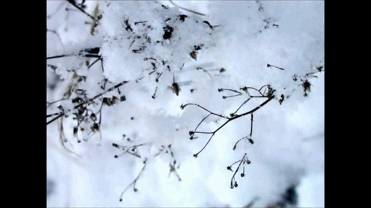 Plastic Tree - 「雪蛍」