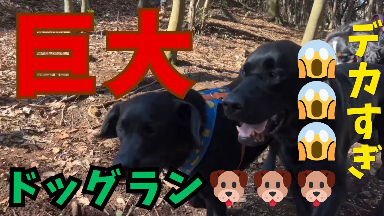 デカすぎ😱広大なドッグランで全力ラブ！息切れ笑顔が尊すぎる😂ラブ最高！