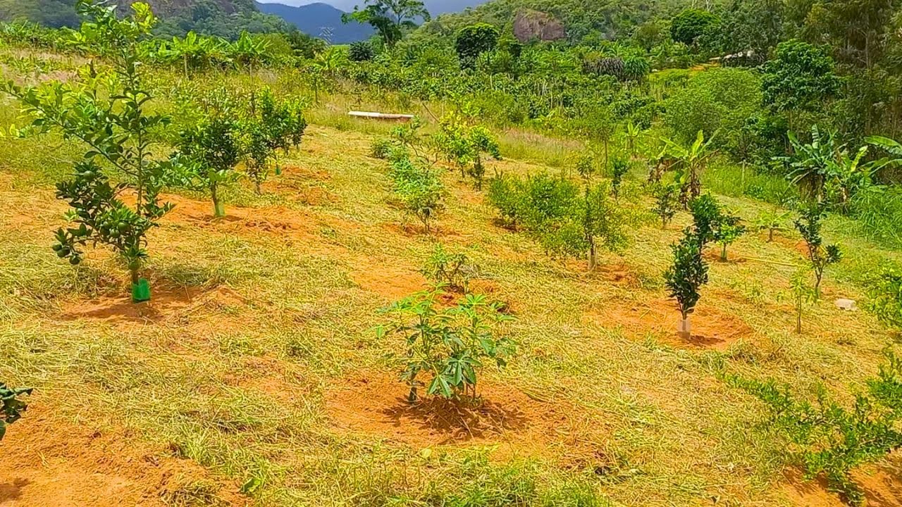 Pomar de citros + limpeza com roçadeira