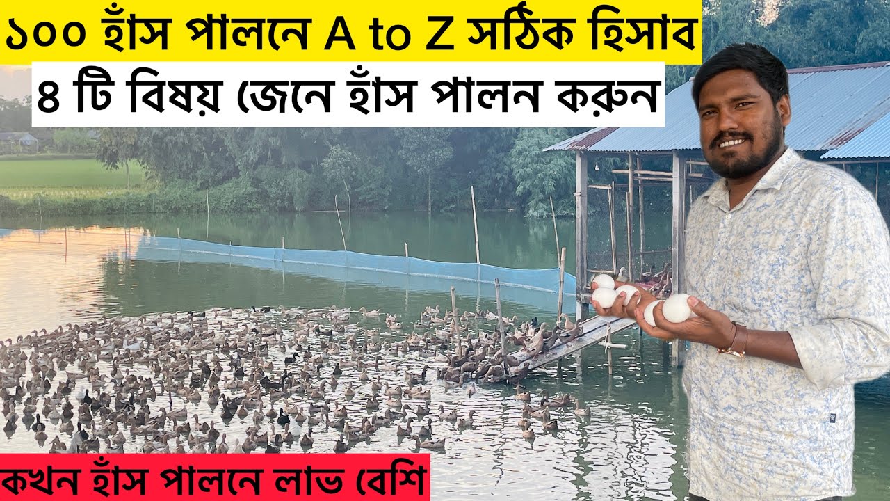 ১০০ হাঁস পালনে A to Z সঠিক হিসাব | হাঁসের খামার | duck farming full details | Aminagro