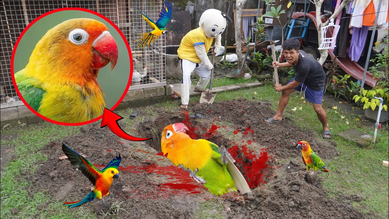UPlIN SEDIH! BURUNGNYA MENINGGOY?!