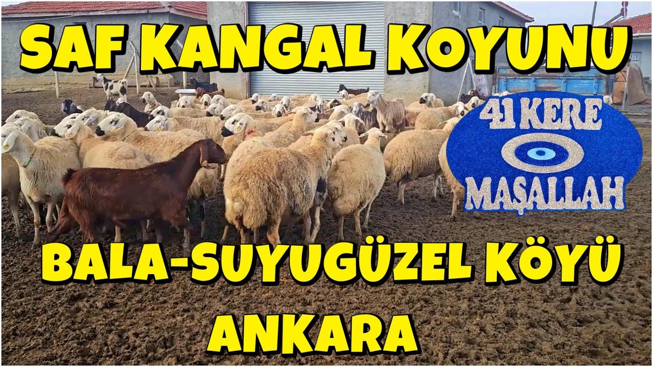 SAF KANGAL KOYUNU,BALA-SUYUGÜZEL KÖYÜ ANKARA