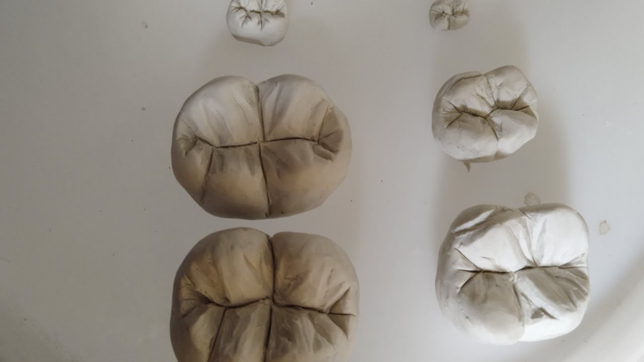 Mandibular first molar clay carving dentistry