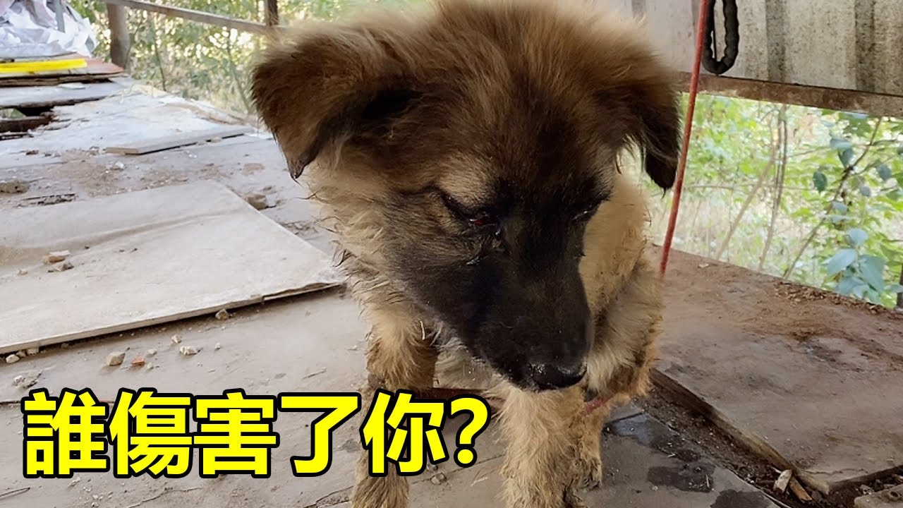 小狗被打得雙眼充血，花了400元將它買下，不愛請別傷害！