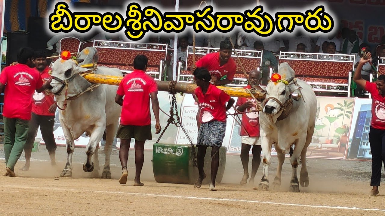 రెంటచింతల గ్రామం సబ్ జూనియర్ విభాగం 💥 6వ జత 💥బీరాల శ్రీనివాసరావు గారు ముట్లూరు గుంటూరు జిల్లా💥