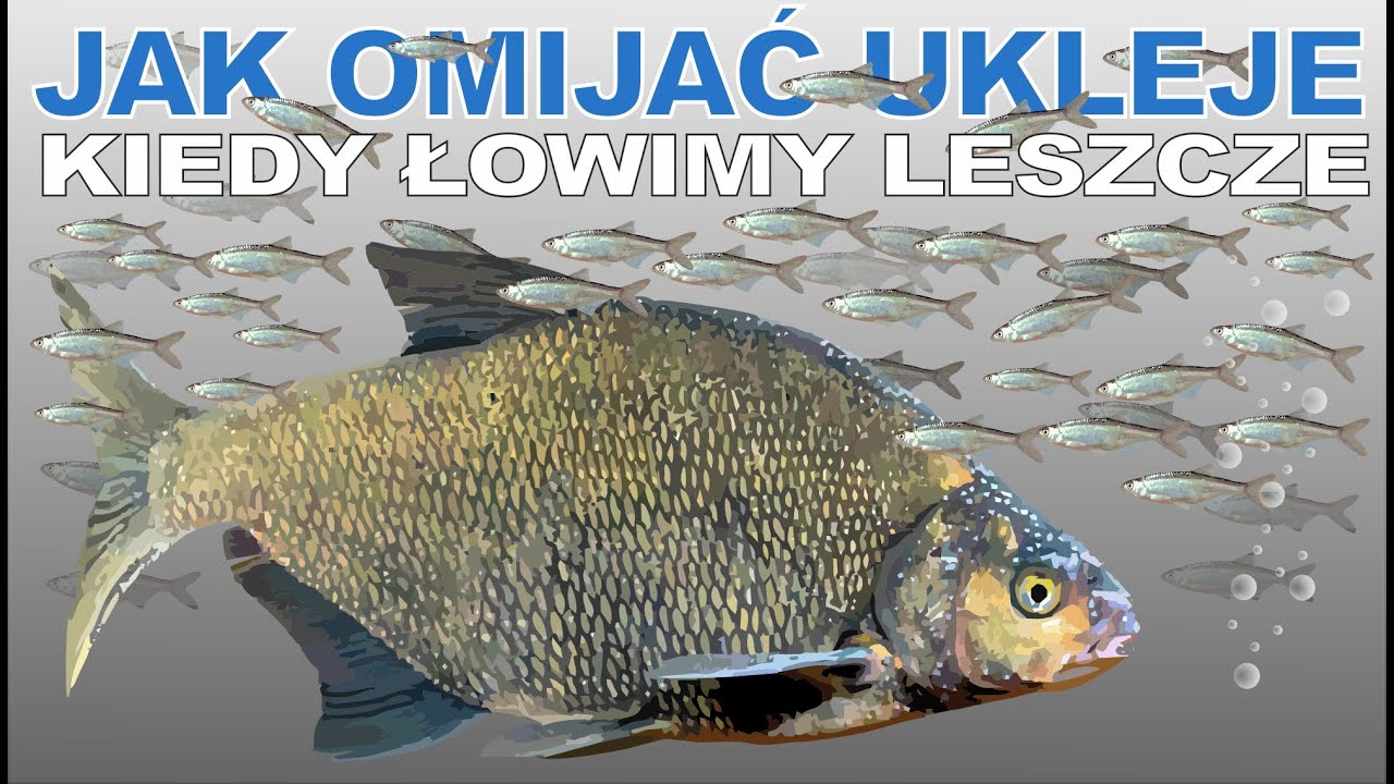 Jak omijać ukleje, kiedy łowisz leszcze