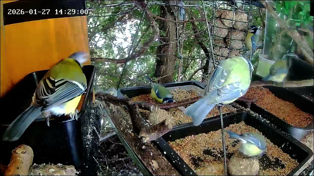 Früher Nachmittag, an der Nuss-Tanke herrscht Gedränge, Teil 2 (27.01.2026)