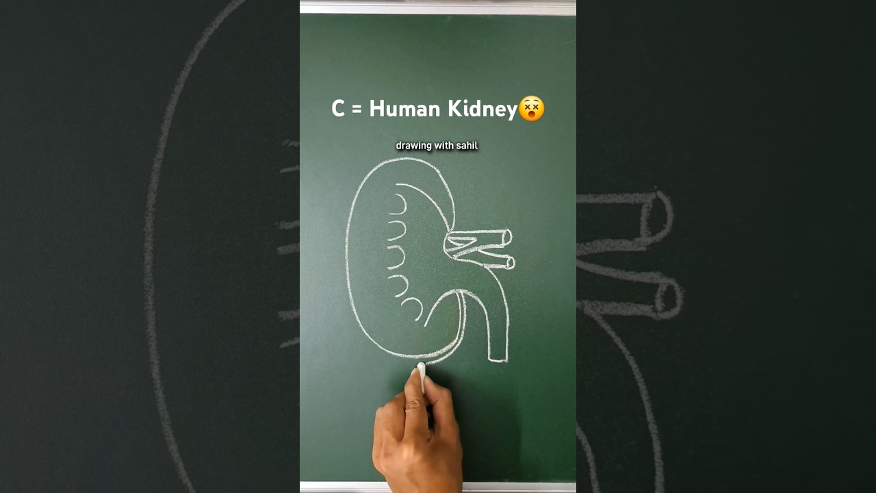kidney diagram hack 😵 #kidney #humankidney #shorts #shortsfeed