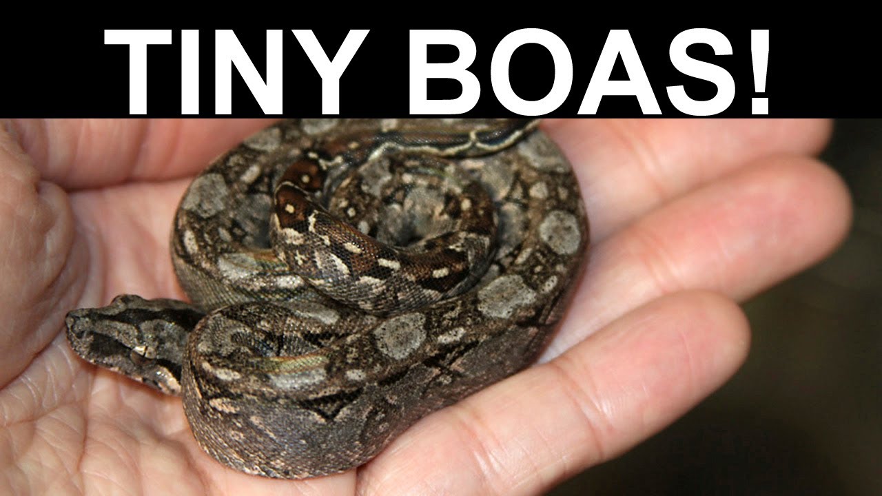 Some Considerations About Dwarf Boas