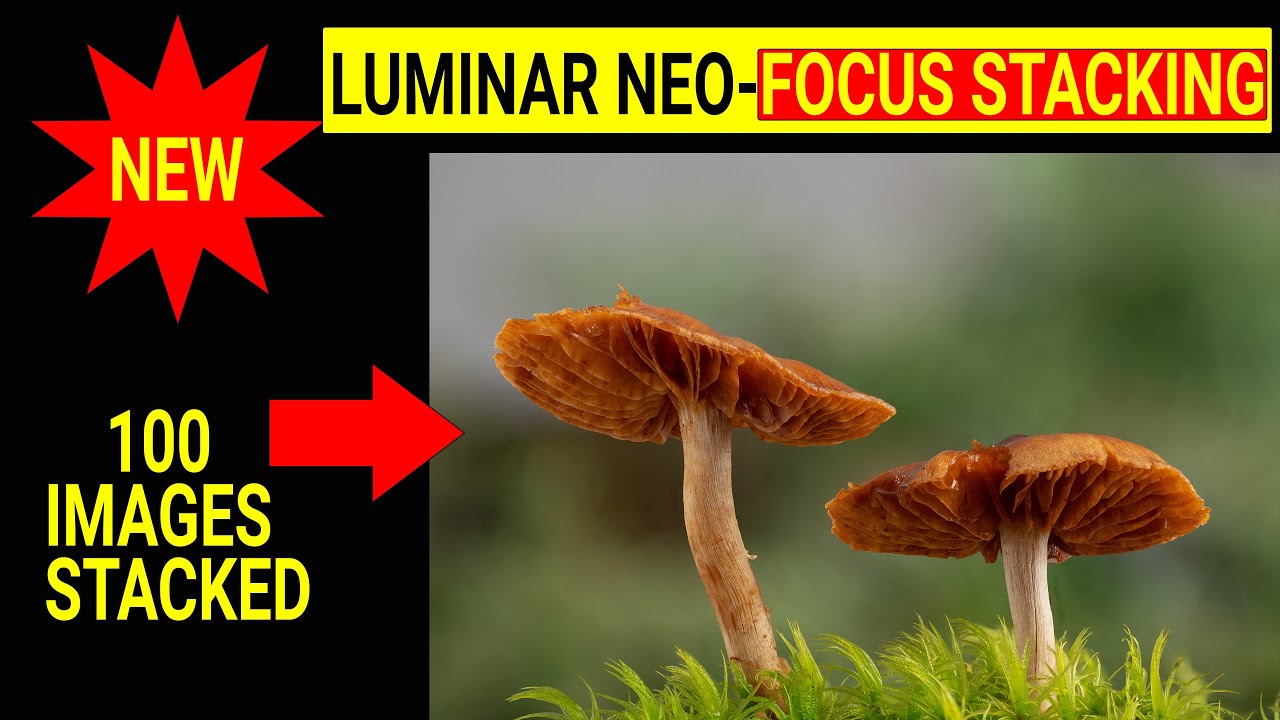 New- LUMINAR NEO-FOCUS STACKING EXTENSION REVIEW