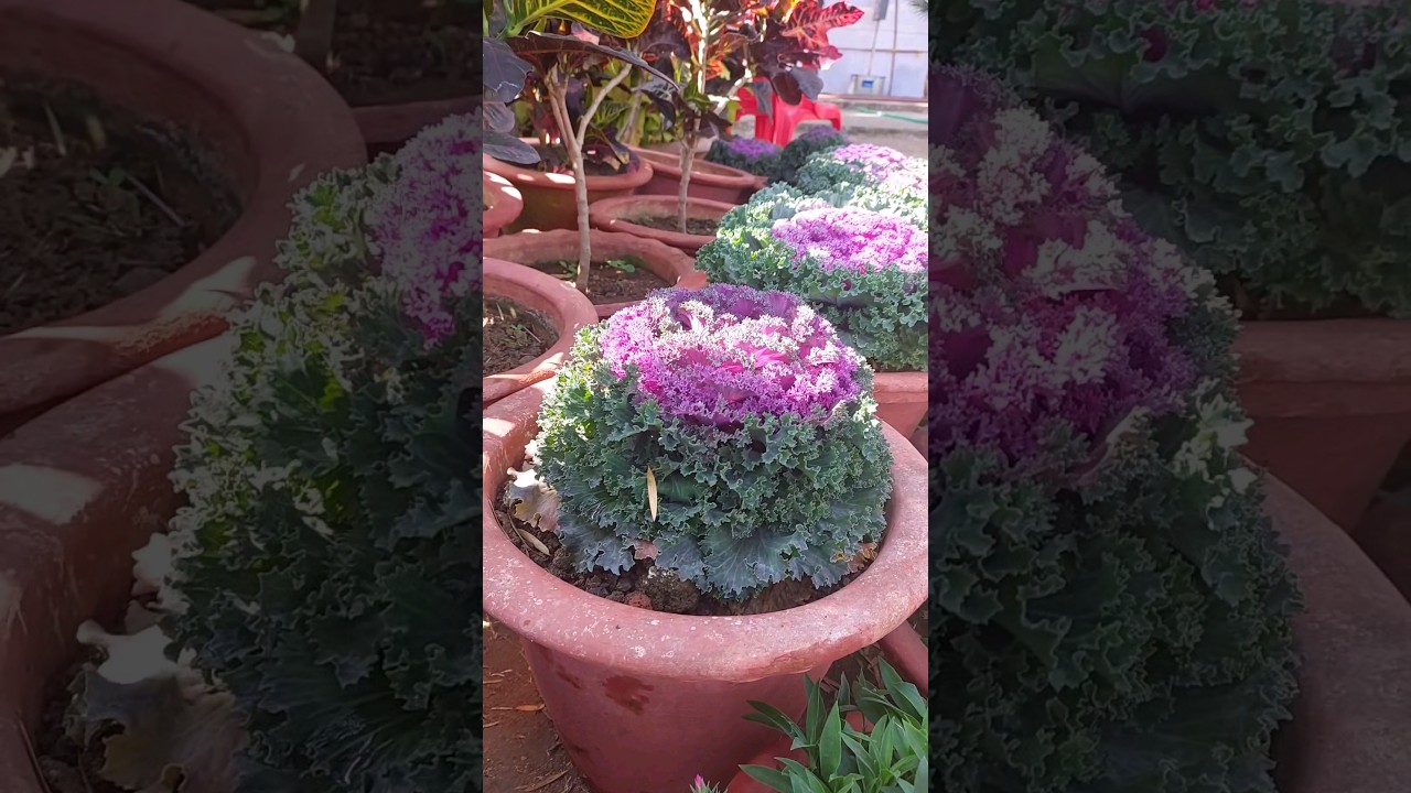 Ornamental cabbage #gardening #organicgarden #organicgardener #plants