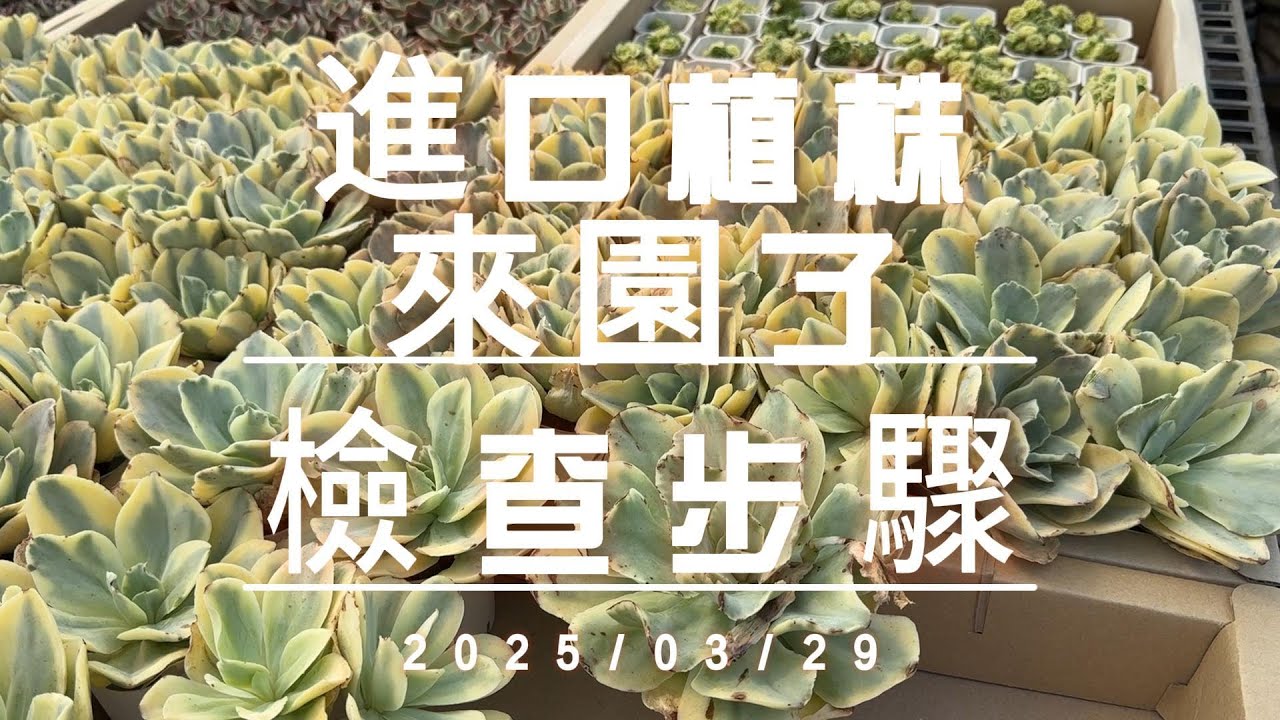 韓國進口多肉植物入園檢查步驟高標準 【 MC多肉園 】MC Succulent plant Vlog