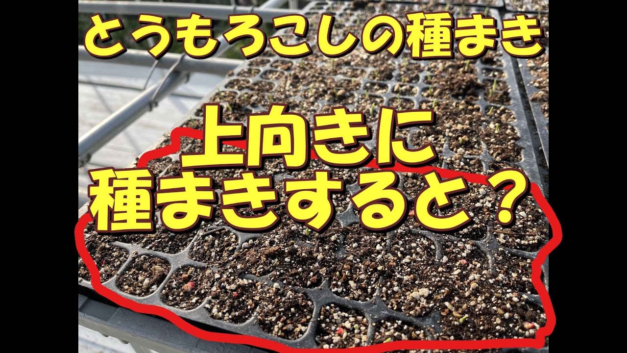 とうもろこしの種まき、下向きに種まきしますが、わざと上向きに種をまくとどうなるか？