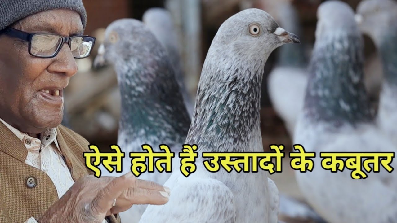 बरसों से हैं यह कबूतर कंकाली माता के मंदिर की छत पर | Kabootar | Jaipur Tonk Pigeons