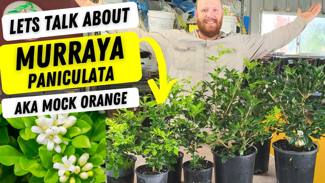 Lets talk about Murraya paniculata (mock orange) (Orange jessamine)   Fast growing hedging plant