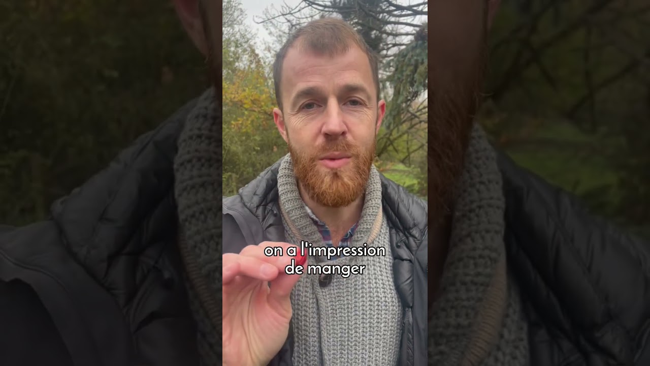 Rosehip, a real wild candy