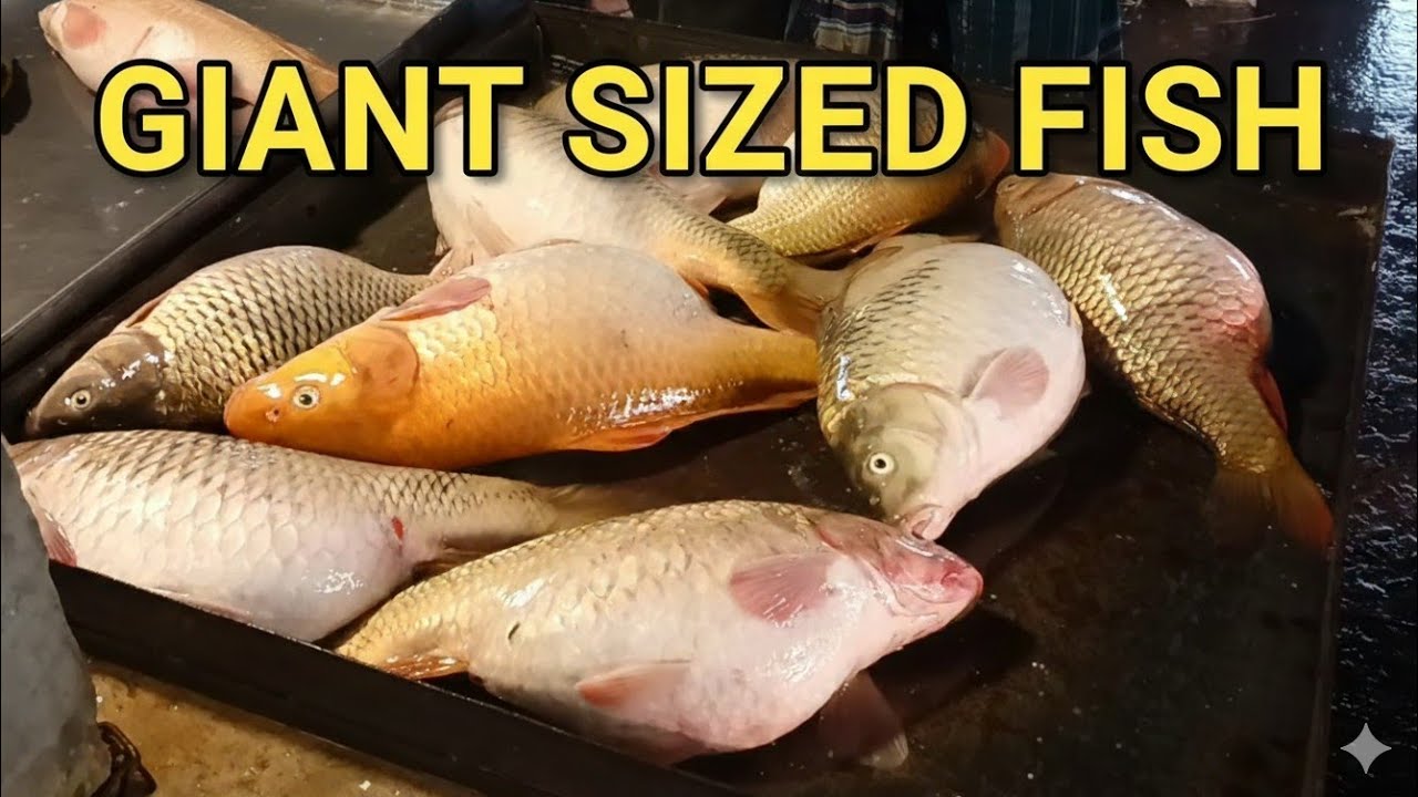 ময়মনসিংহের সবচেয়ে বড় পাইকারি মাছের আড়ৎ