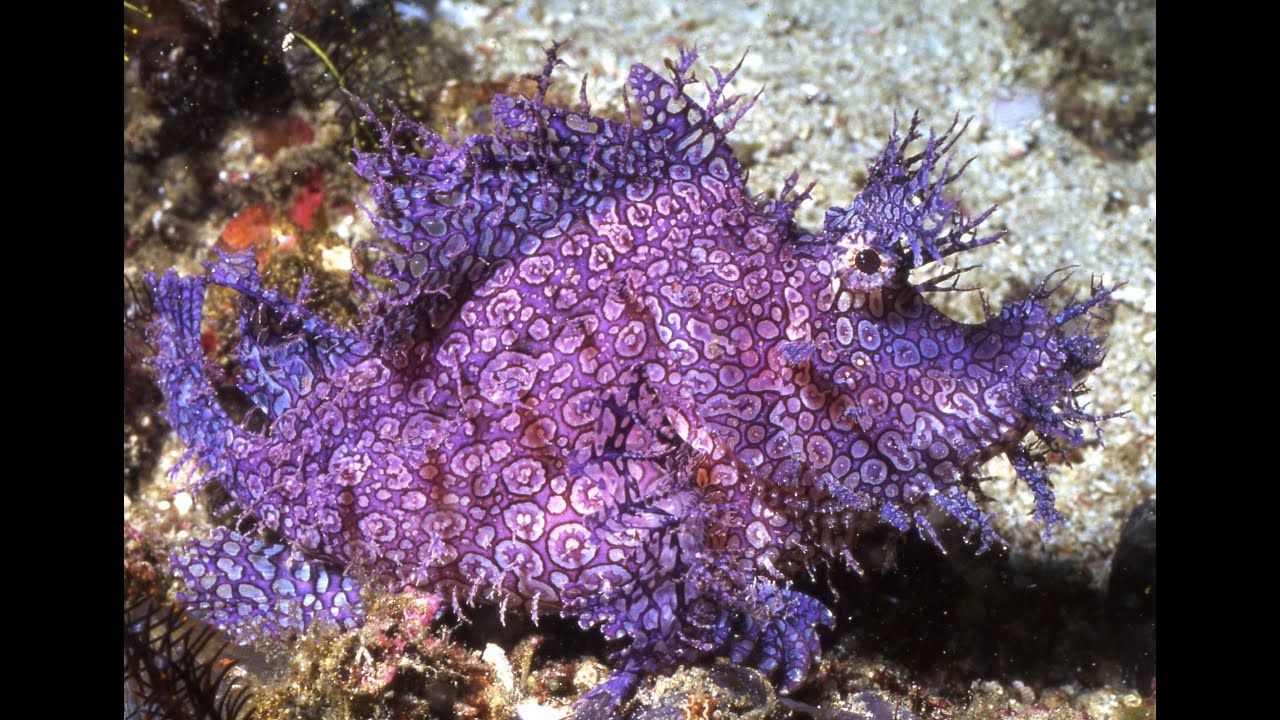 PURPLE FRONDOSA RHINOPIAS
