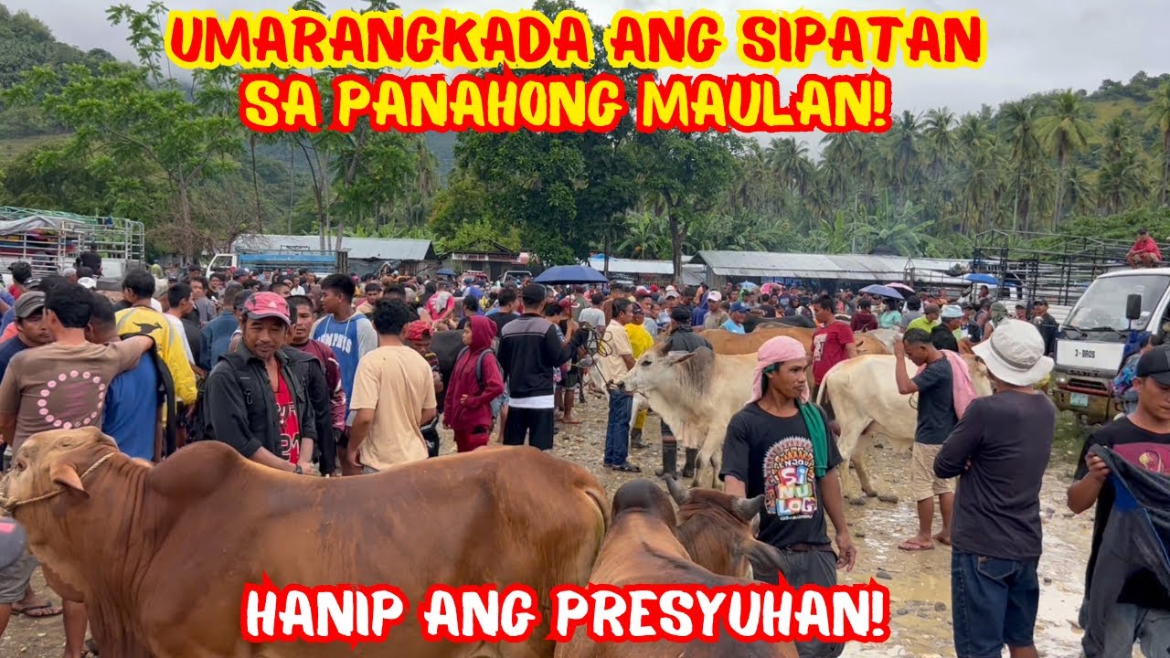 UMARANGKADA ANG SIPATAN SA PANAHONG MAULAN! HANIP ANG PRESYUHAN | SOLLE'S GANDANG BUHAY
