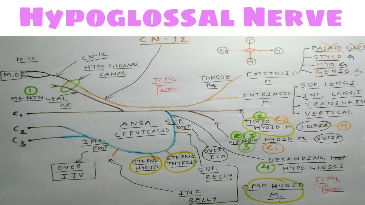 Hypoglossal Nerve or 12th Cranial Nerve | Part 1 | Diagram | NeuroAnatomy | TCML
