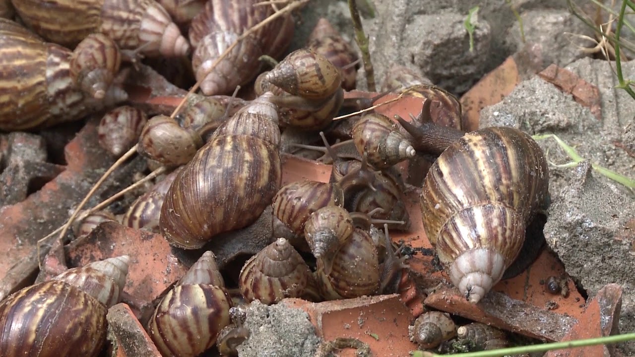 Especialistas alertam para os perigos do contato com caramujos africanos