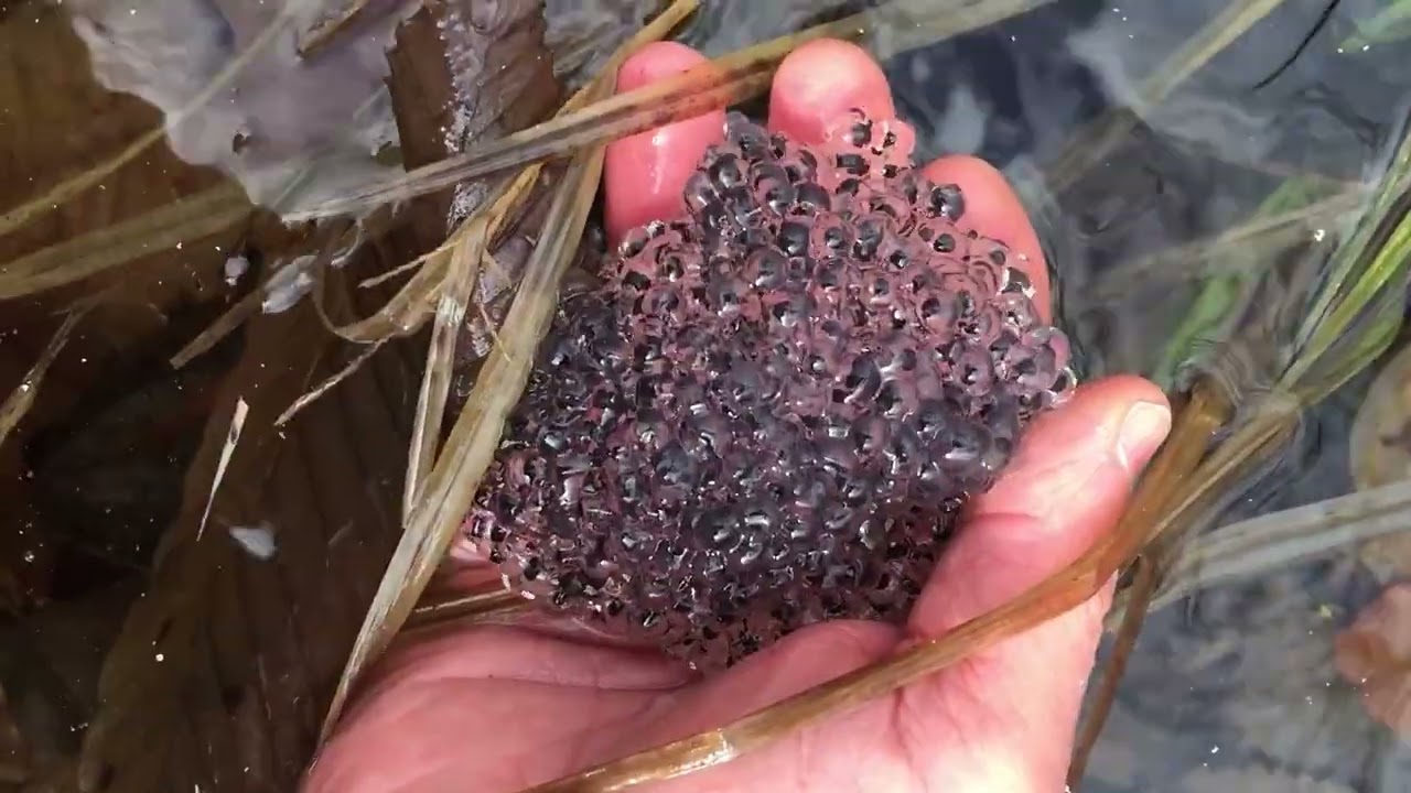 Vernal Pool Video #5: Spotted Salamander Eggs