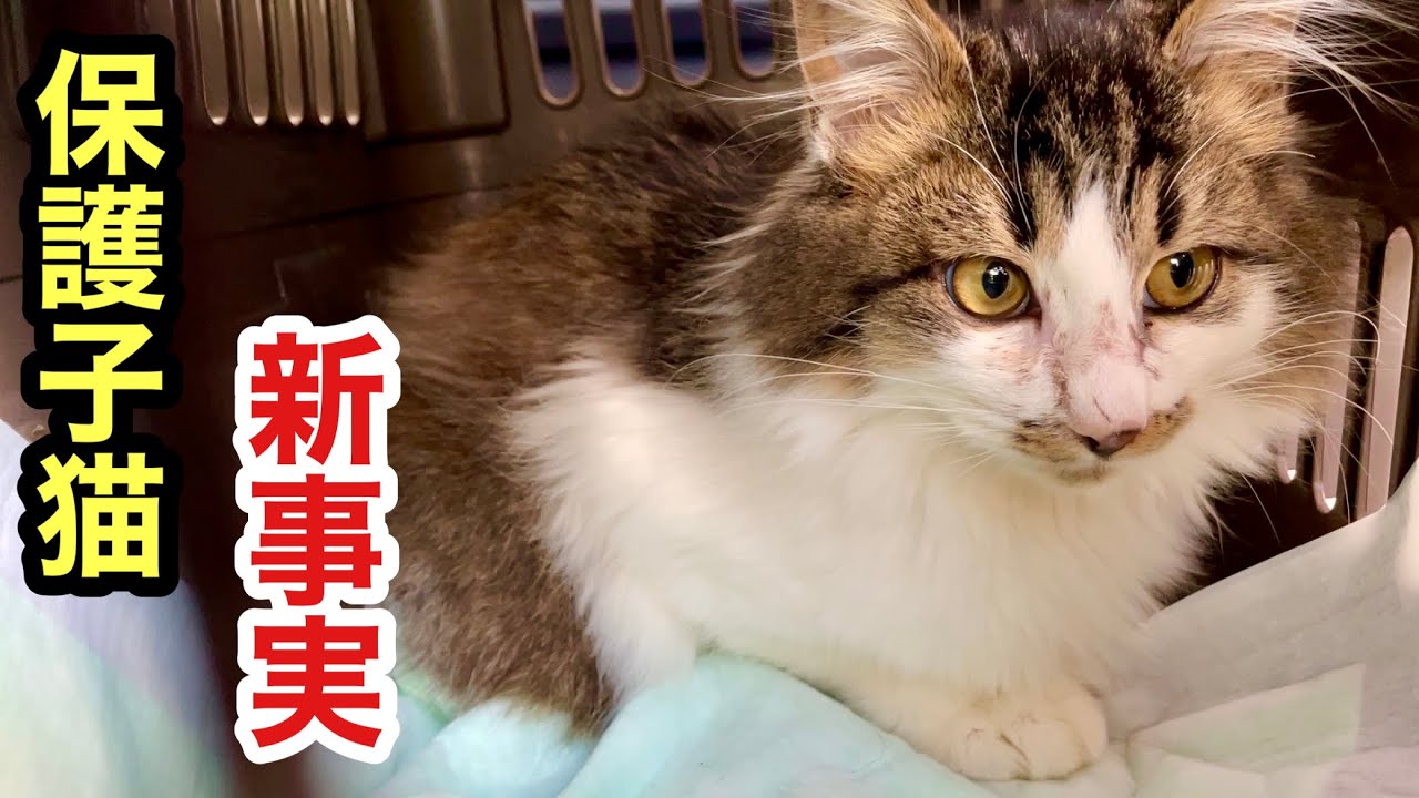 保護子猫を再び動物病院へ、新事実が分かりました