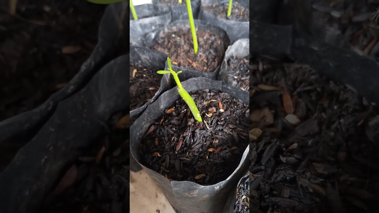 Tanaman Patah Tulang  #garden #gardening #plants #nature