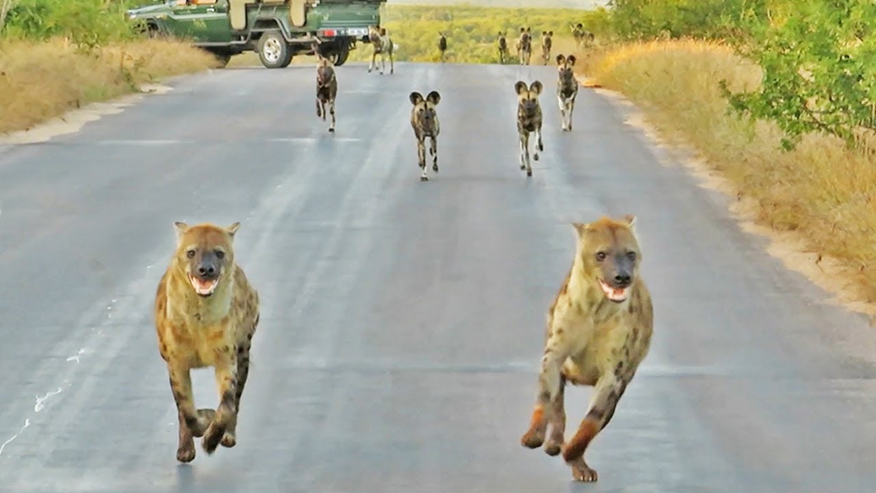 Hyenas Say 