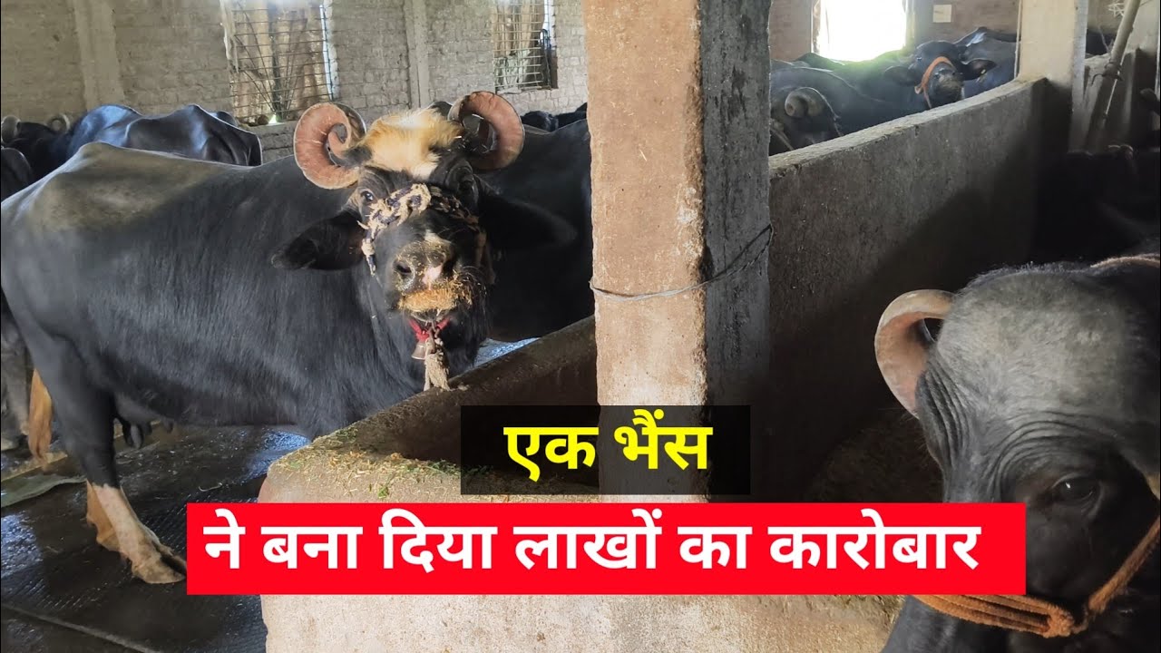 Dairy farm का सच 🤑🔥 Succefull dairy farm
