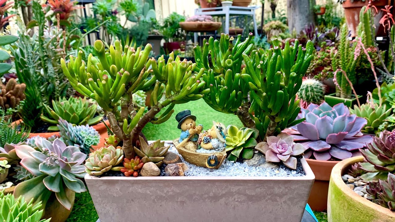 Succulent Arrangement in Rectangle Pot
