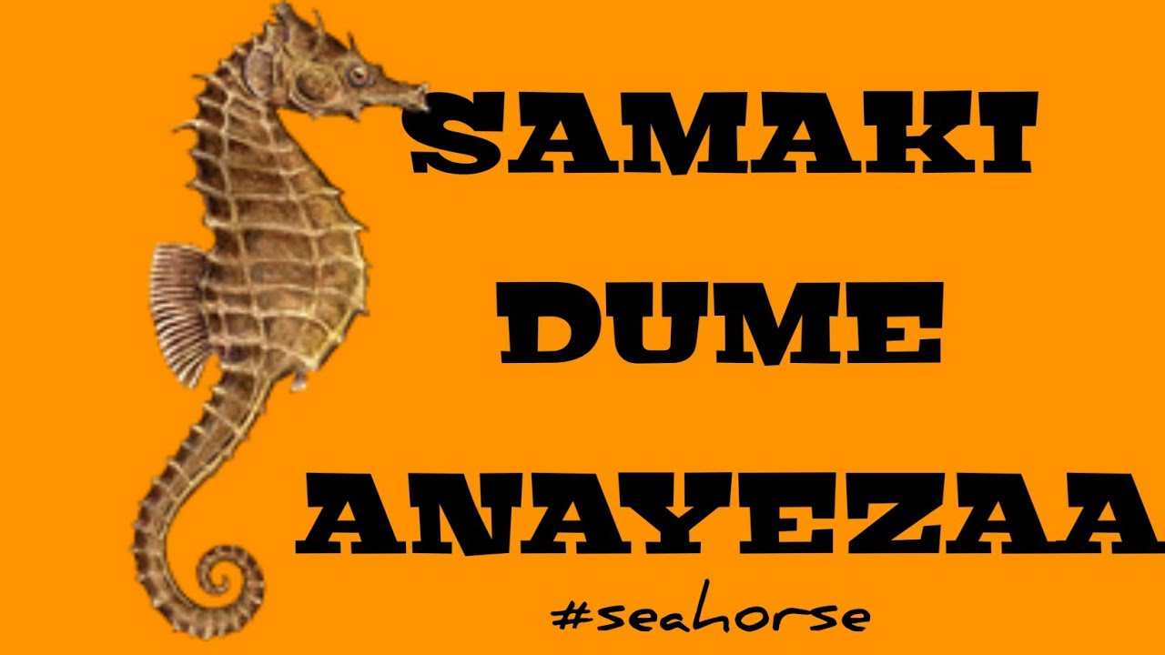 SAMAKI DUME ANAYEZAA |#Mtigaabdallah| #xxx
