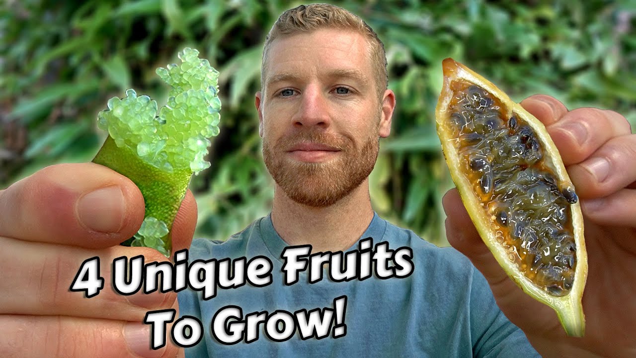 Growing & Tasting Some Of My Favourite Unusual Fruits