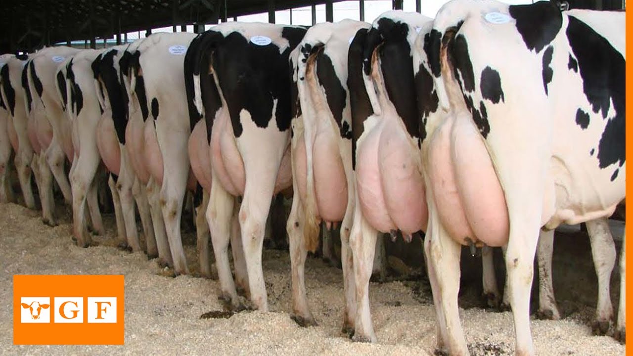 Modern Dairy Farm | Holstein Friesian Farm