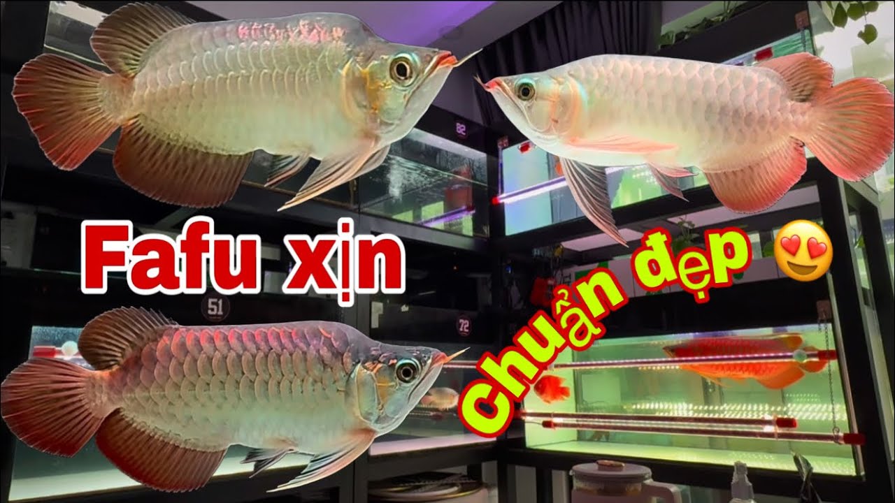 Tiếp Fafu Long Xịn Chuẩn Đẹp | Và Một Số Cá Khác | Cá Rồng Truyền Trần 😇