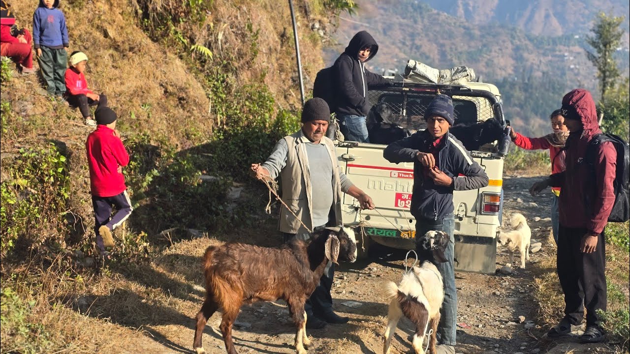 जैमिनी नगरमा उत्पादित खसी बोका पोखरा सम्म || #youtube #गाउँलेजिबन #farming #