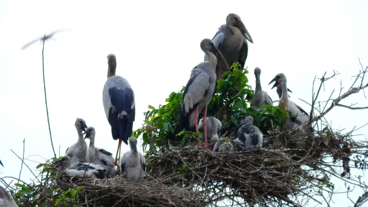 Flight Above Earth The Hidden World of Birds Revealed EP97