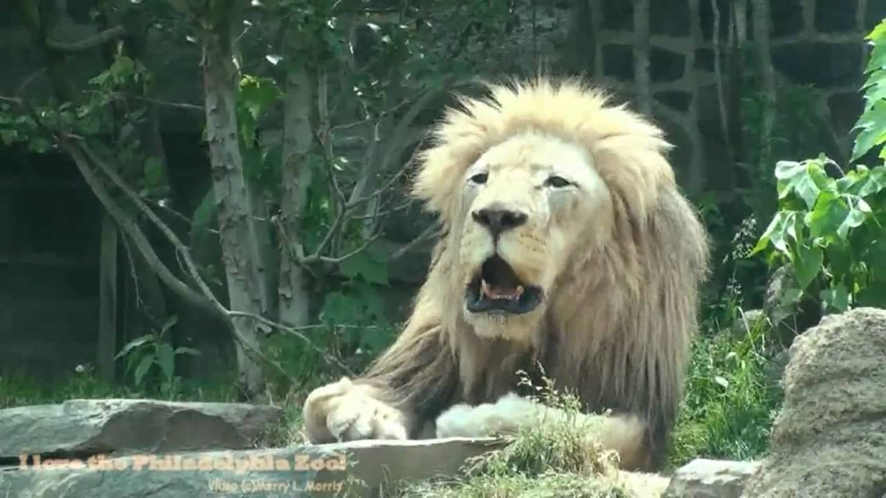 Philadelphia Zoo Lion Male Washing and Roaring