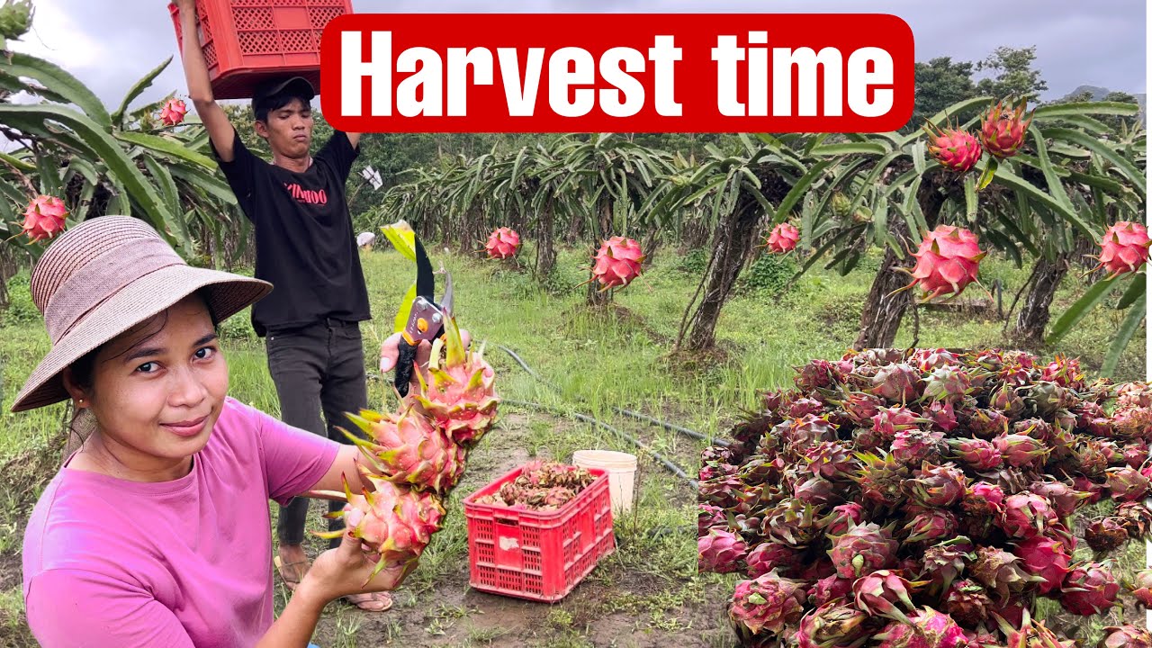 EP85 nasira man ang palay bawi nlng sa dragon fruit |buhay probinsya 