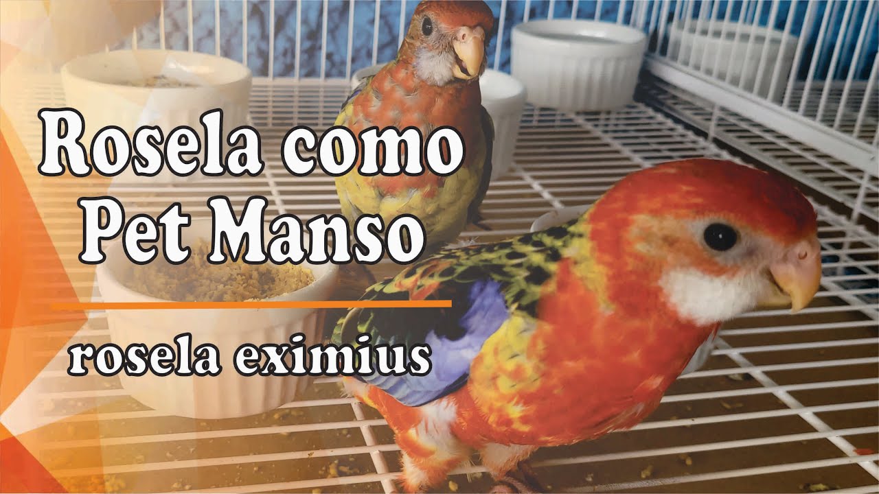 Rosela Como Animal de Estimação e Casal Autosexado