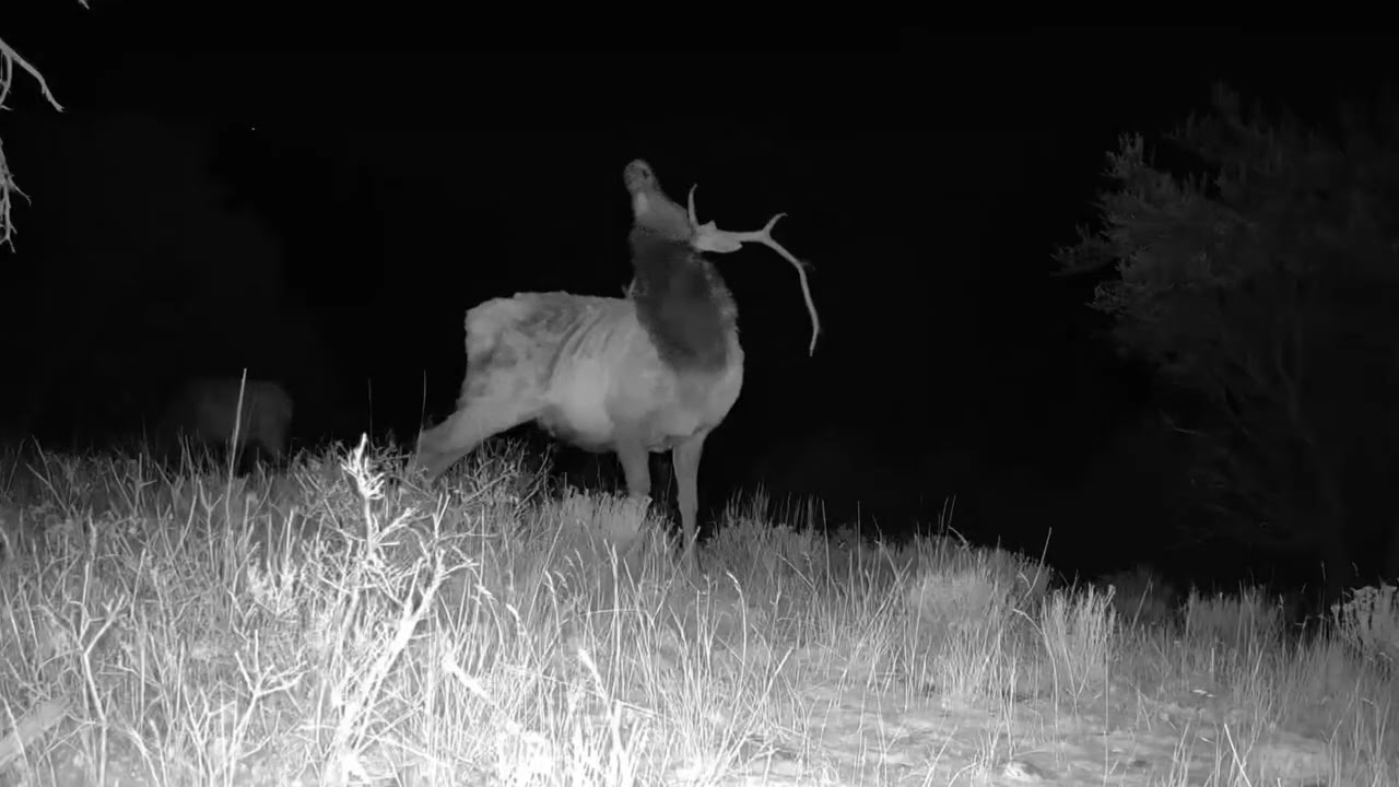 Bull Elk Utah February 2026 #youtube #viral #video #bullelk #elk #youtubevideo #trending #yt #nature