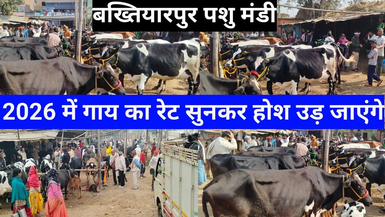 🙏2026 में गाय का रेट सुनकर होश उड़ जाएंगे 🐄बख्तियारपुर पशु मंडी bakhtiyarpur pashu Mandi Patna